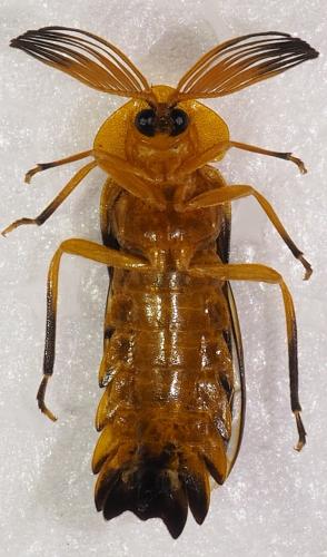 Réf. 246 399 : Dryptelytra cayennensis